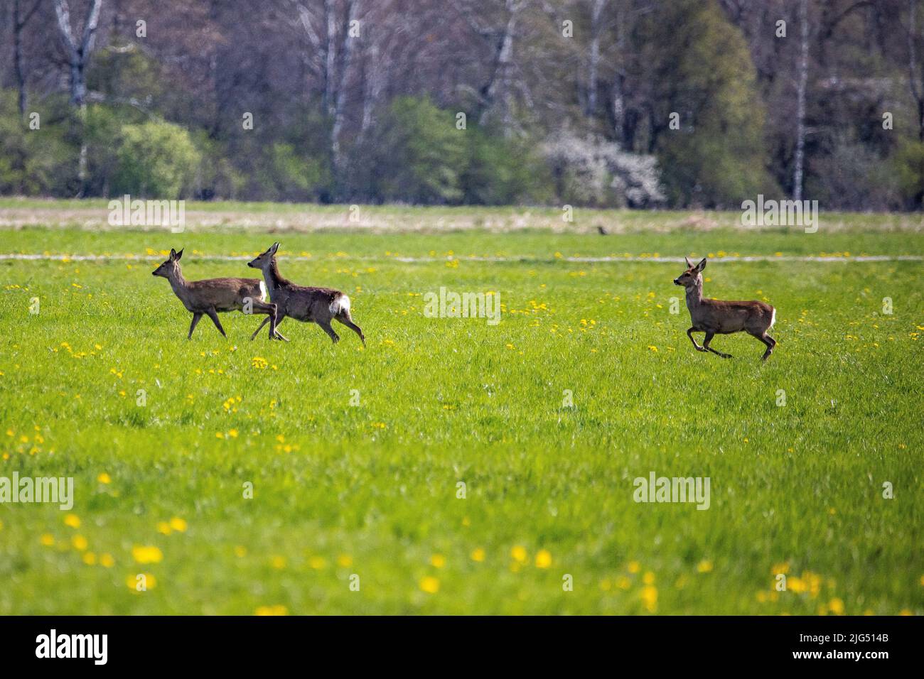 Tre cervi nelle montagne bavaresi Foto Stock