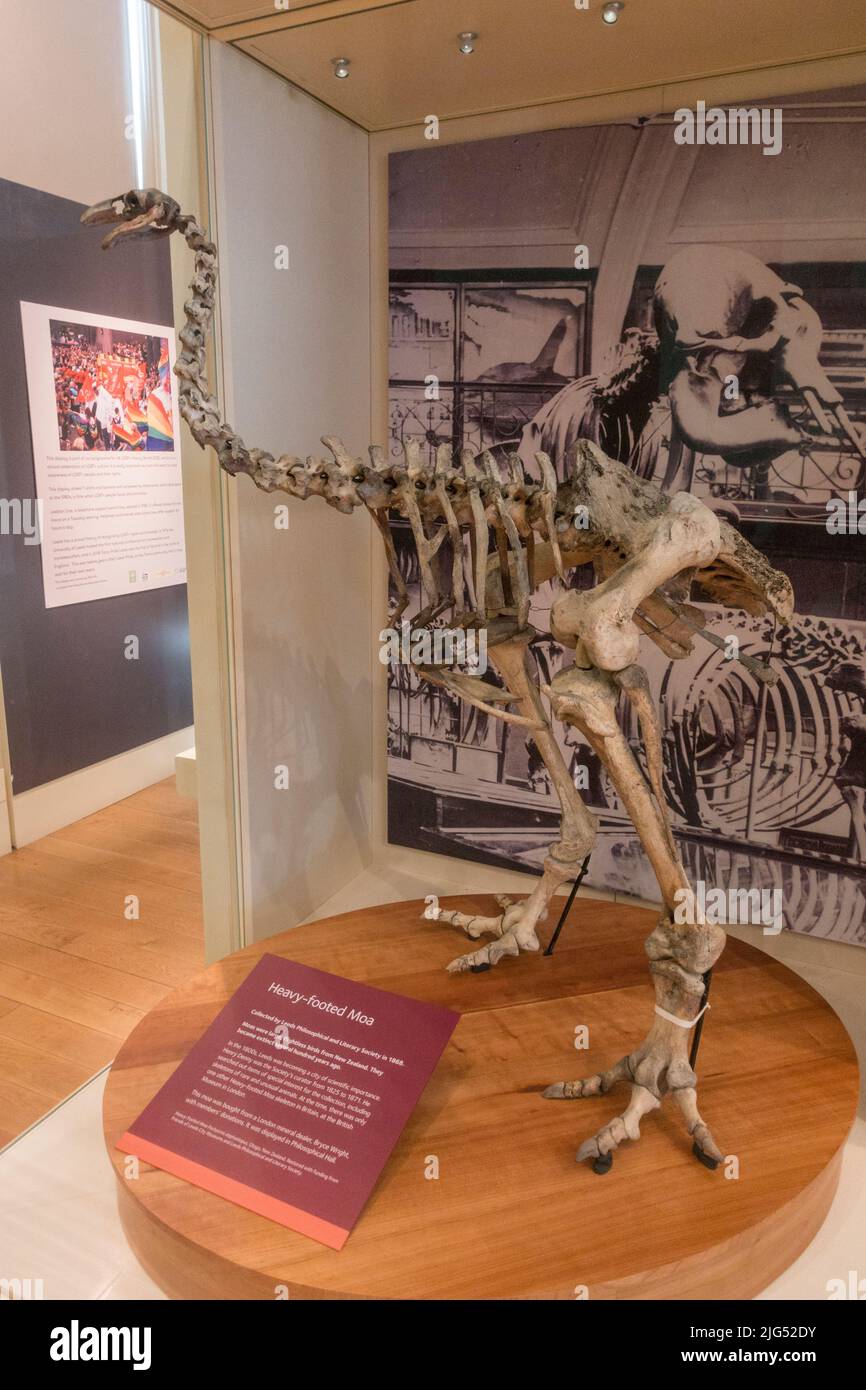 Un pesante scheletro di Moa a piedi in mostra al Leeds City Museum, Leeds, West Yorkshire, Regno Unito. Foto Stock