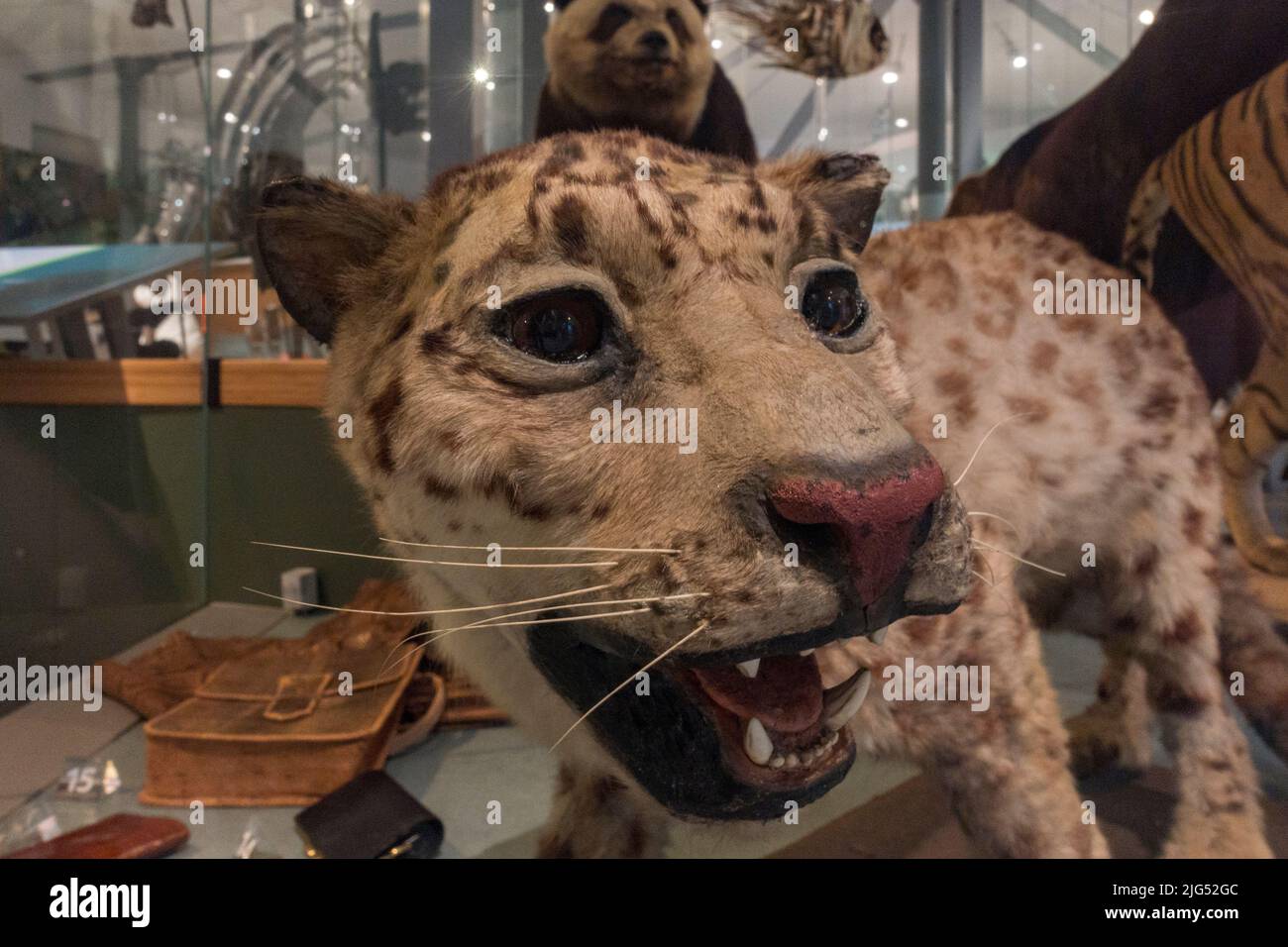 jaguar imbottita in esposizione nel Regno Unito. Foto Stock