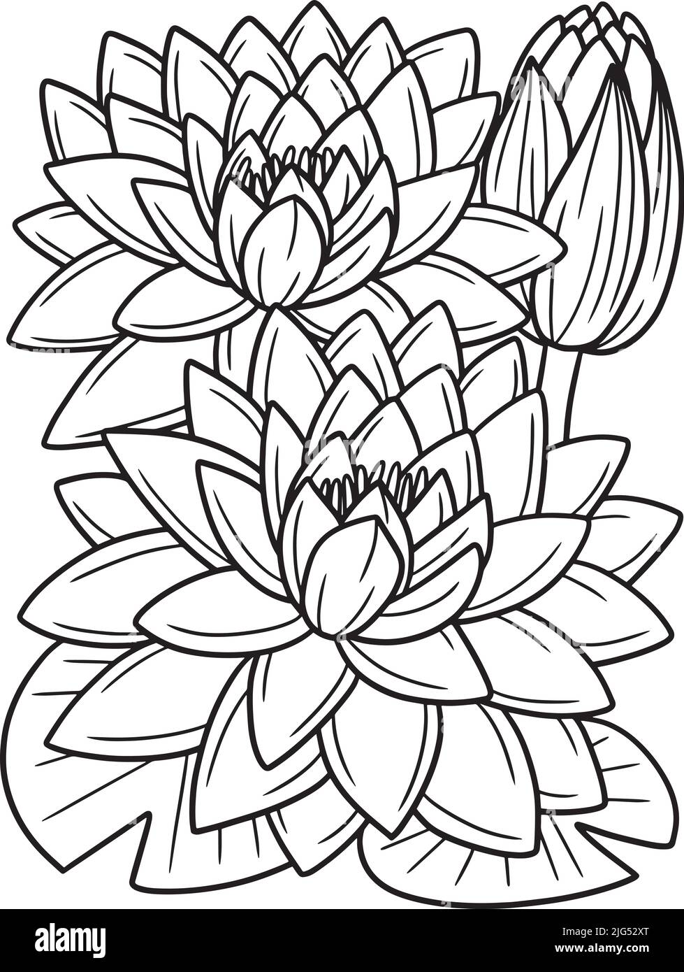 Water Lily Flower colorazione pagina per adulti Illustrazione Vettoriale