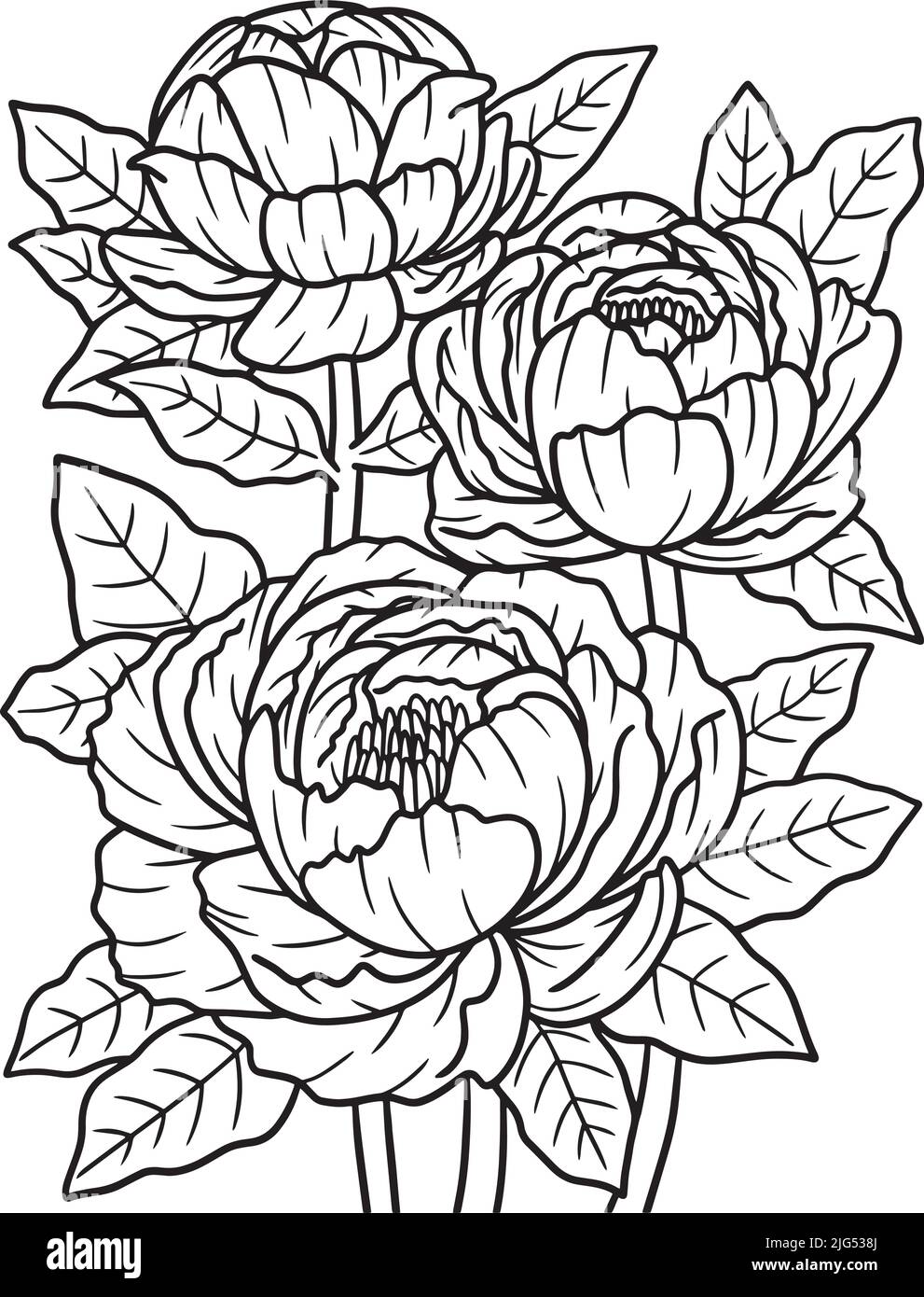 Peonies Flower Coloring Page per adulti Illustrazione Vettoriale