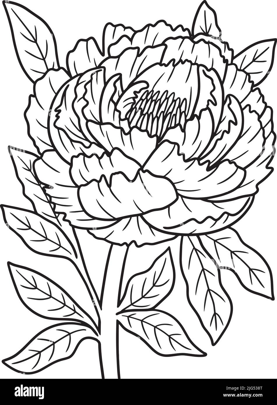 Peony Flower Coloring Page per adulti Illustrazione Vettoriale