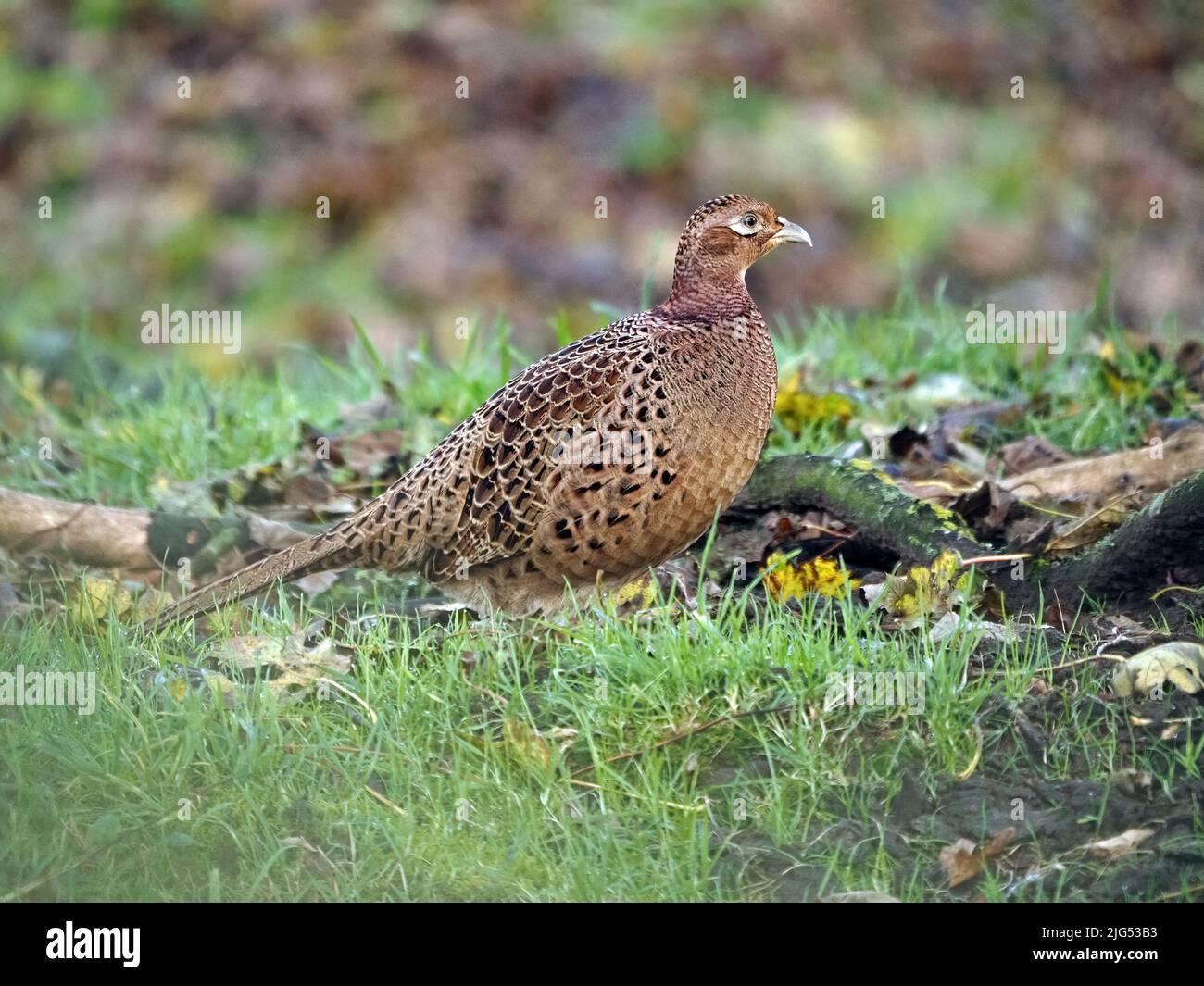 Gallina femmina fagiano comune (Phasianus colchicus) con piumaggio cryptic marrone in Cumbria, Inghilterra, Regno Unito Foto Stock