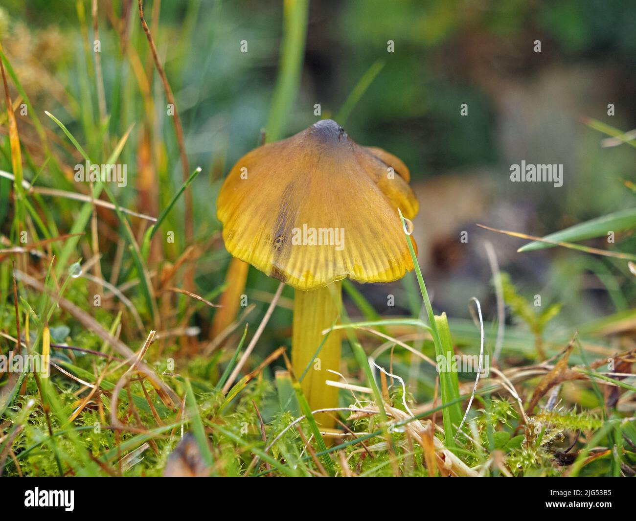 Corpo fruttifero giallo di fungo di Waxcap annerimento (Hygrocybe conica) che cresce su praterie antiche in Cumbria, Inghilterra, Regno Unito Foto Stock