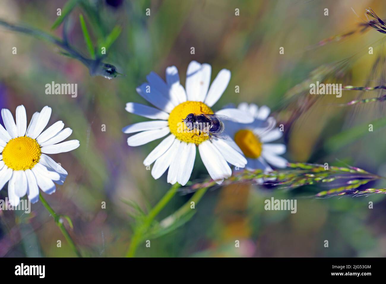 Drone Fly, Eristalinus aeneus seduto su un fiore. Foto Stock