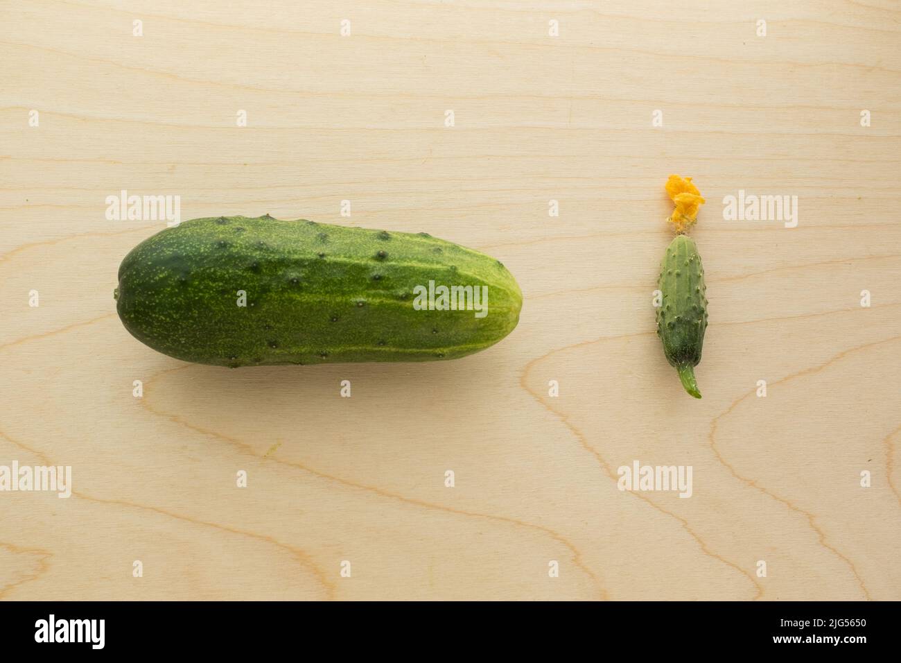 Grande cetriolo e gherkin con fiore giallo su asse di legno. Fresco due cetrioli interi: Uno è grande, secondo è piccolo. Confronto dimensioni. Verde sano Foto Stock