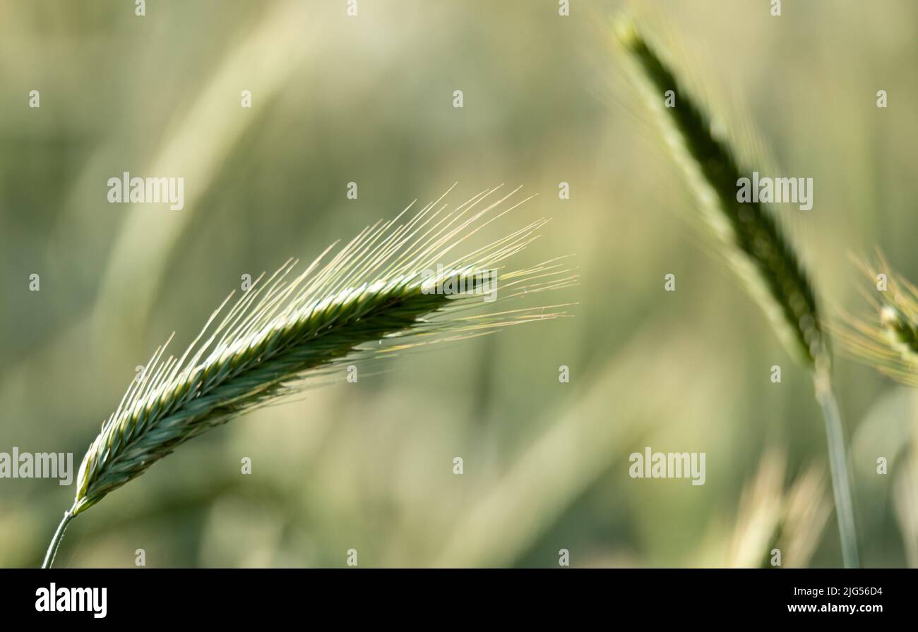 Orecchie di segale al sole. Maturazione dei cereali sul campo. Coltivazione di grano, spighe di grano close-up. Foto Stock