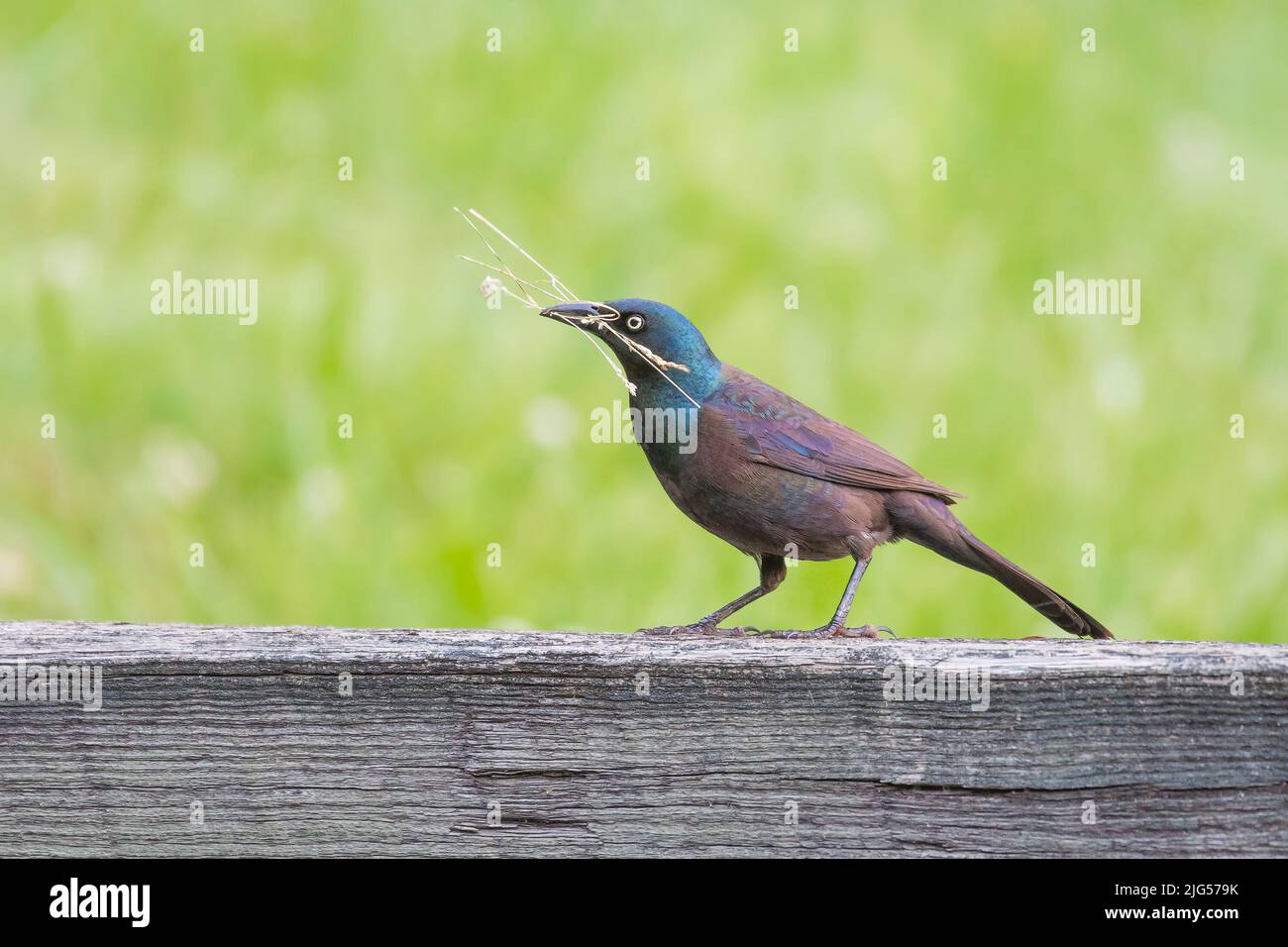 Grackle comune maschio (Quiscalus quiscula) con materiale nidificante. Chesapeake e l'Ohio Canal National Historical Park. Maryland. USA Foto Stock