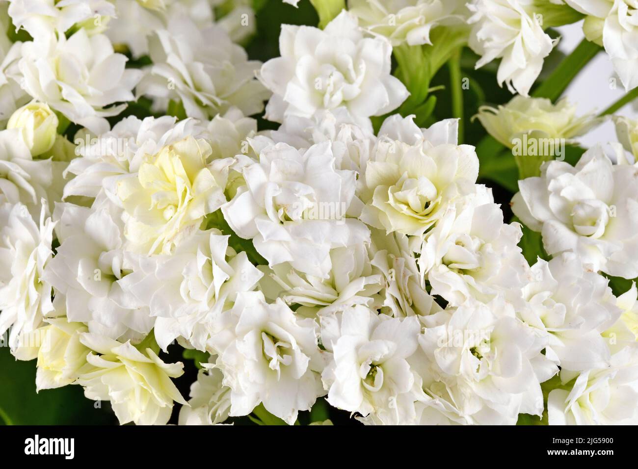 Vista dall'alto dei fiori bianchi di Kalanchoe di piante succulente Foto Stock