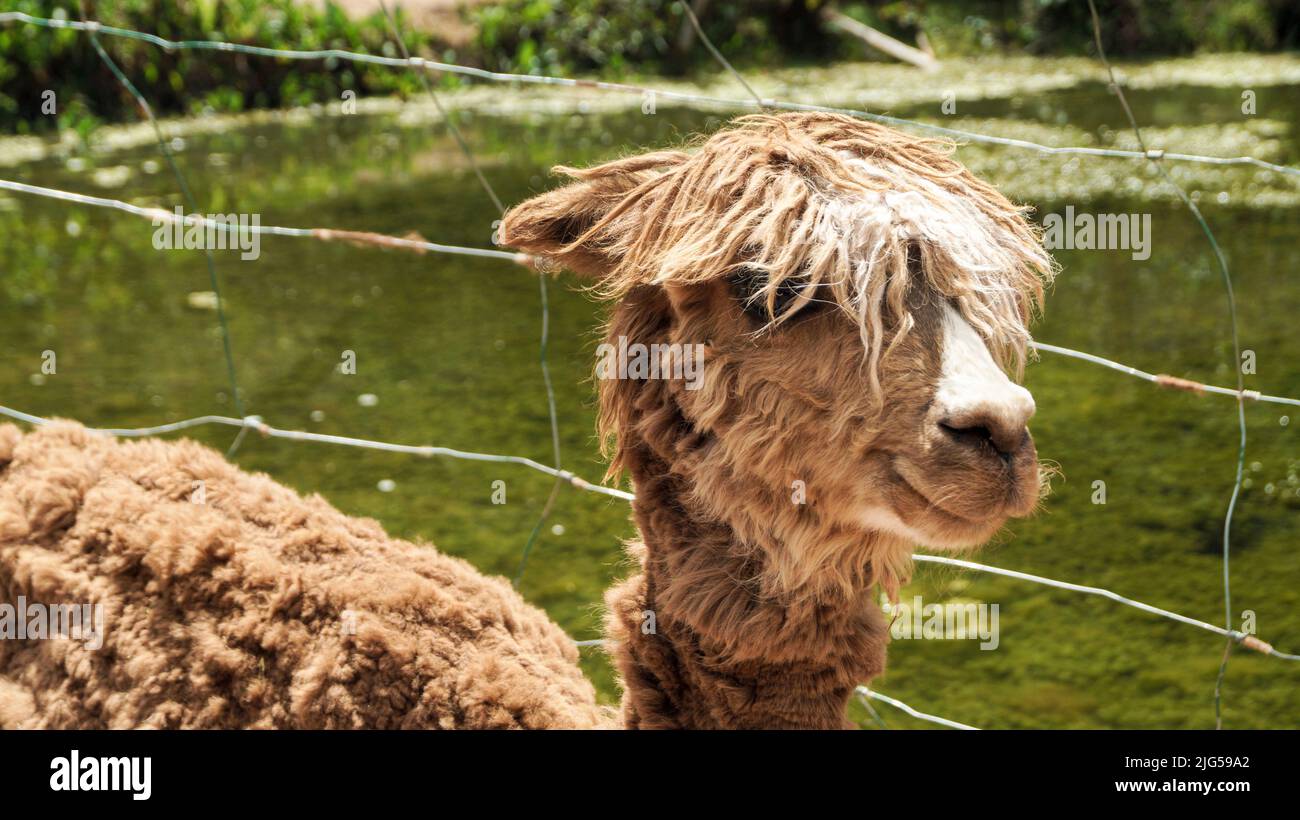 Primo piano simpatico lama Foto Stock