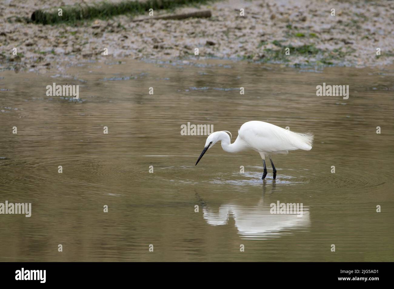 Piccolo egretto (egretta garzetta) puro uccello bianco con dagger lungo come nero becco lunghe gambe nere piedi gialli e lungo collo con pennacchi sulla testa Foto Stock