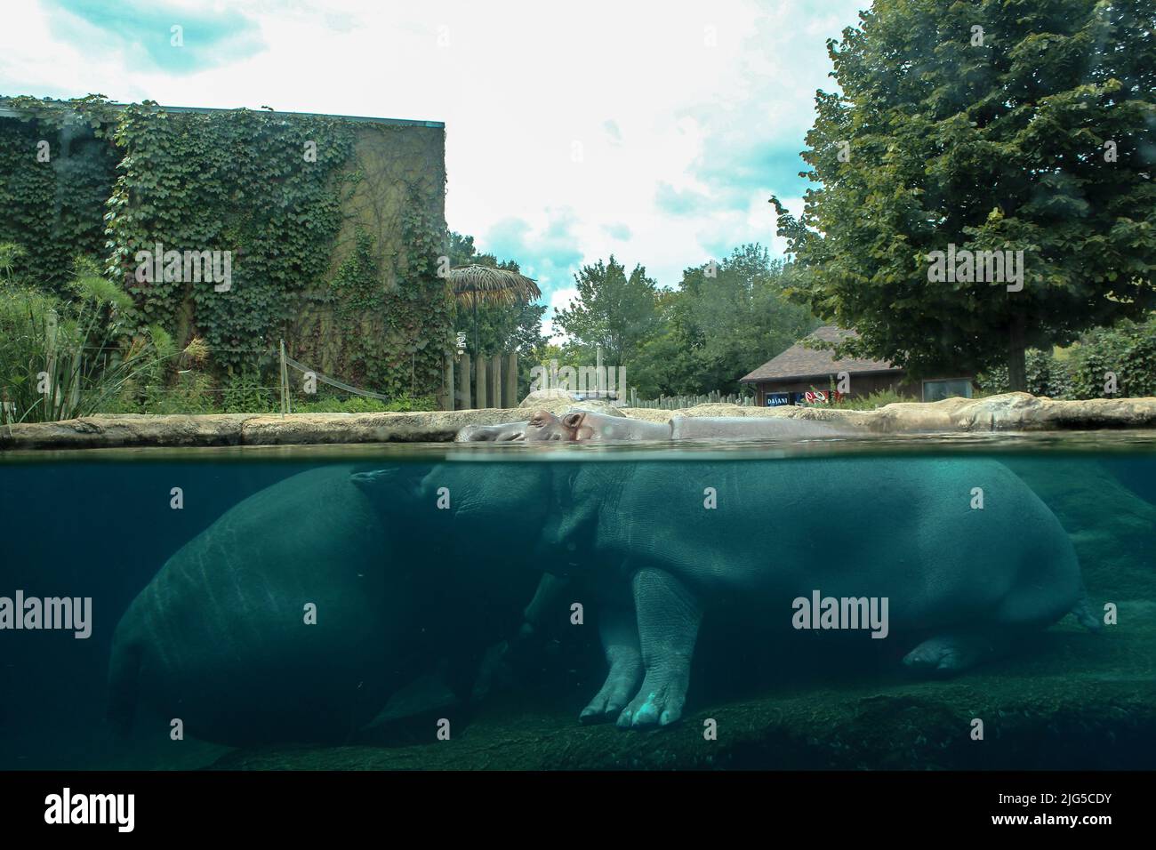 Un primo colpo di un ippopotamo sotto l'acqua allo zoo. Hippo sta riposando sotto l'acqua. Foto Stock