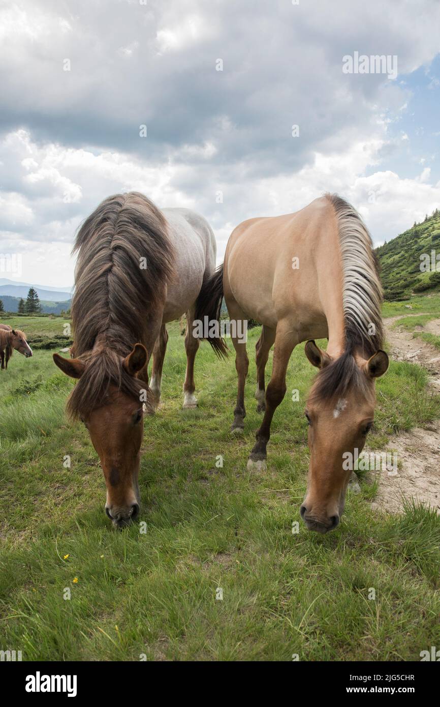 Due bei cavalli si alzano con la testa l'uno accanto all'altro, l'amicizia tra gli animali, i Carpazi Foto Stock