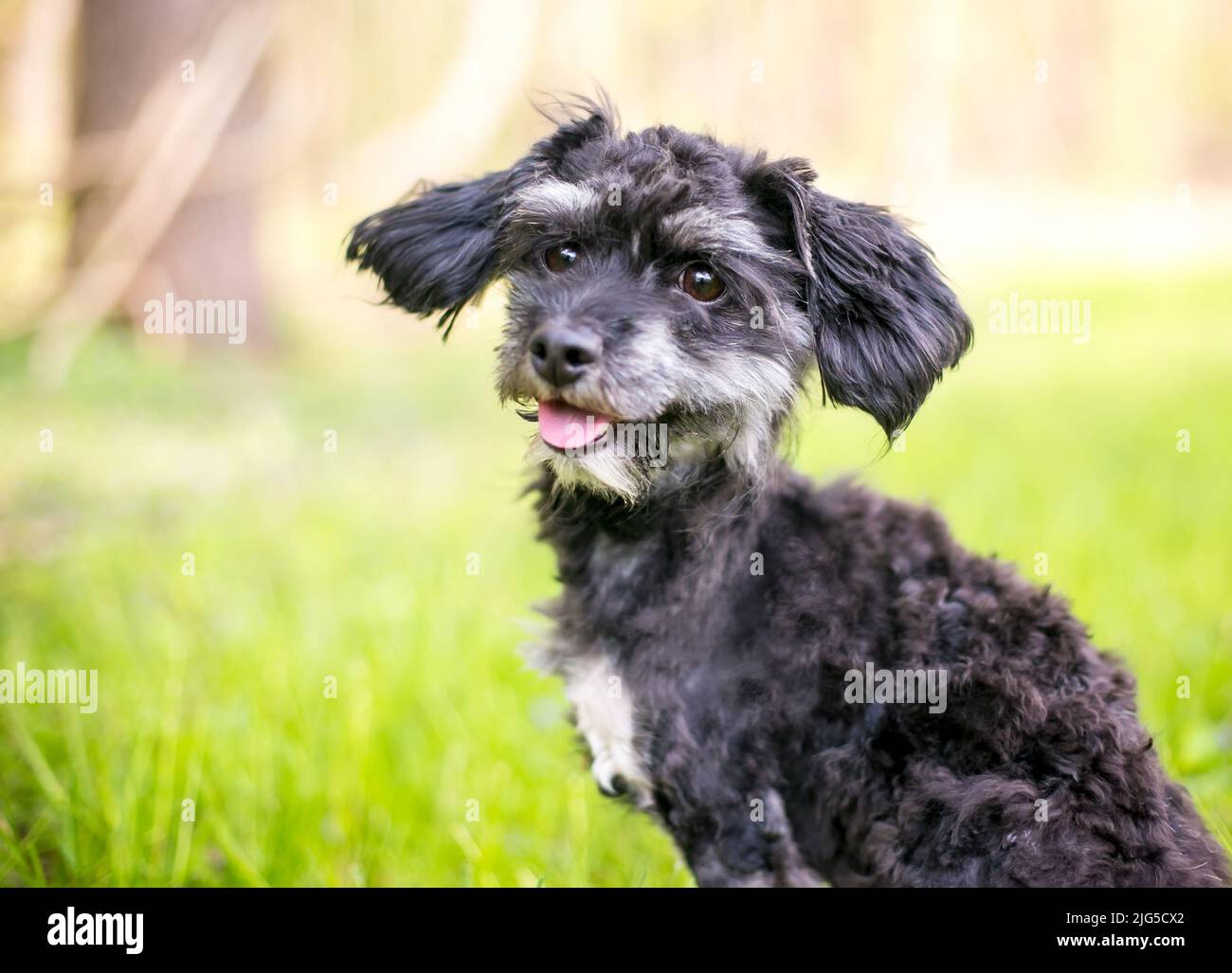 Un carino Shih Tzu x Cocker Spaniel cane di razza mista seduta all'aperto Foto Stock