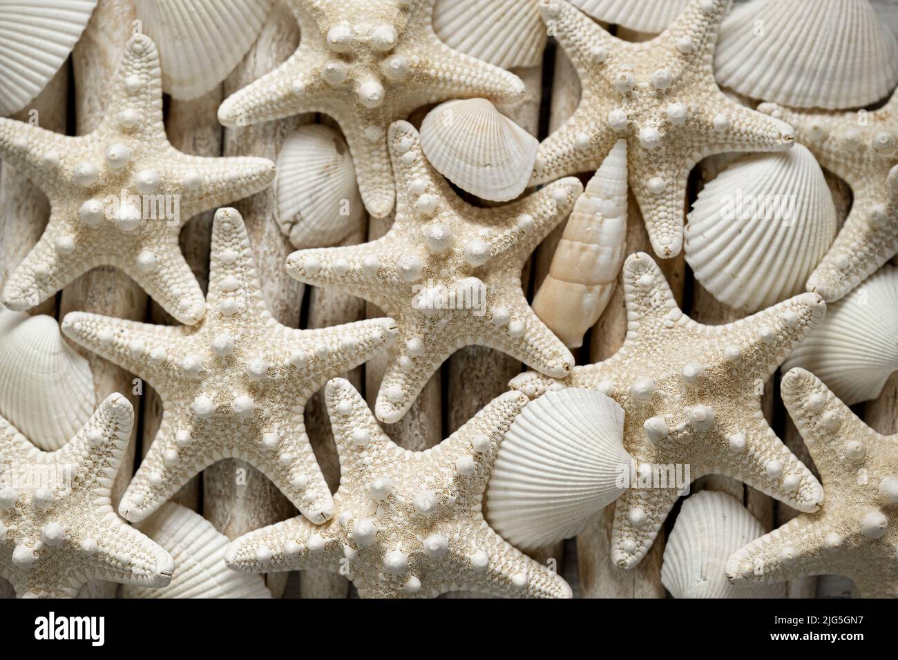 Carta da parati marina. Starfish e conchiglie marine in colori beige pastello. Stelle marine beige su bastoni bianchi di legno di driftwood. Decor nautico. Foto Stock