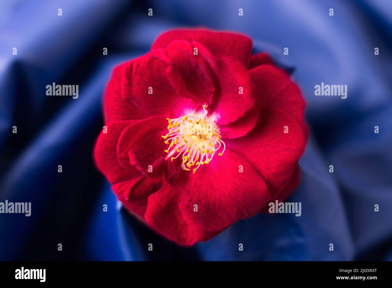 Una rosa rossa brillante su un panno blu in questa foto da studio. Foto Stock
