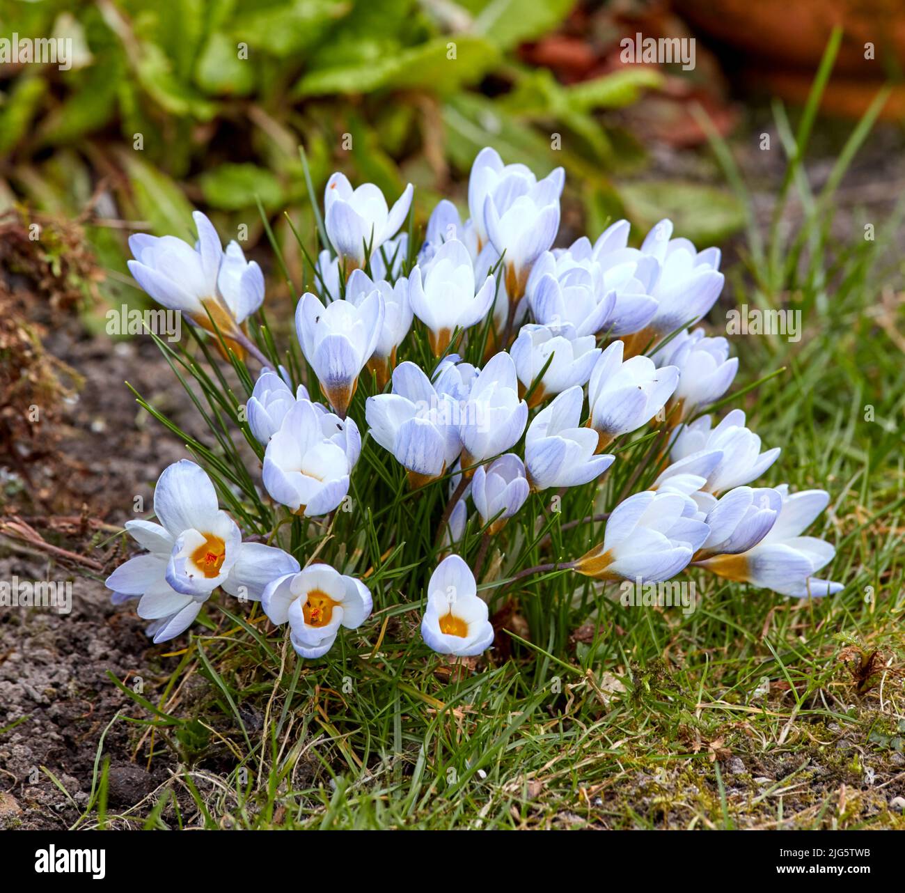 Argenteo o scotch croco piante fiorite come decorazione nei parchi e per il paesaggio all'aperto. Fiori bianchi che crescono in erba patched suolo in un Foto Stock