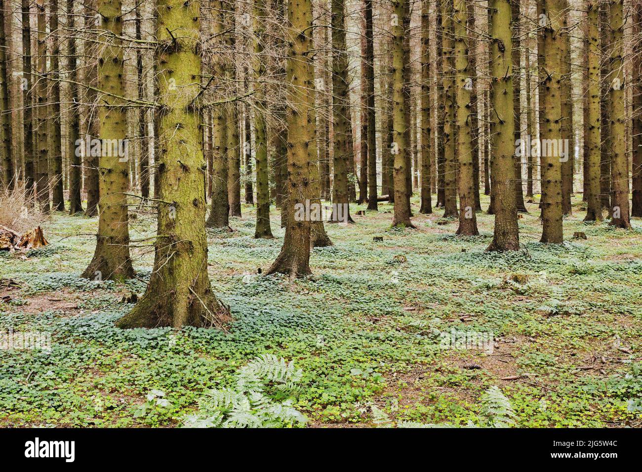 Bella foresta verde lussureggiante in Danimarca con alti pini che crescono in armonia nella natura con spazio copia. Tranquilla mattinata estiva con vista sul paesaggio Foto Stock