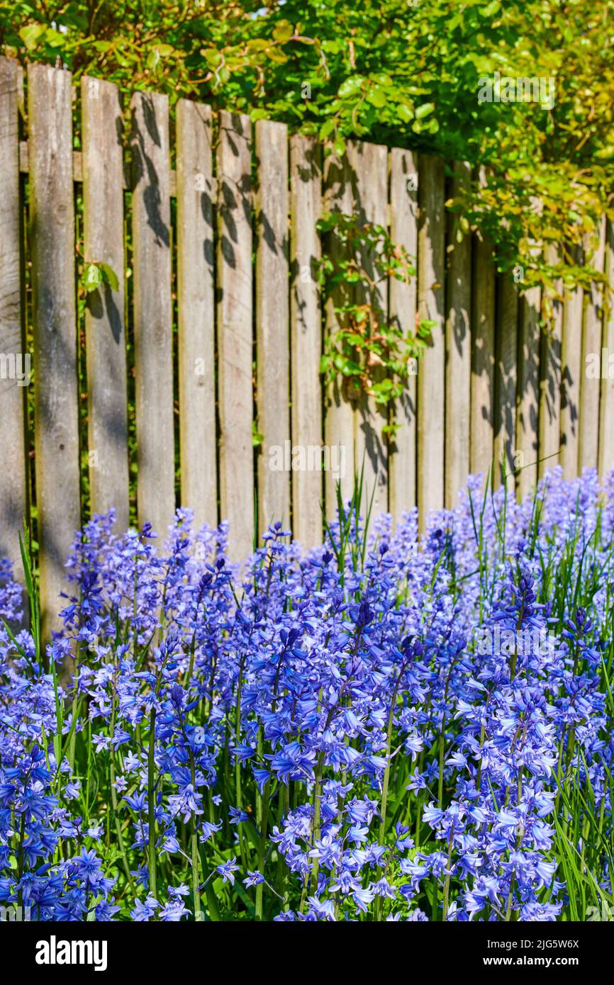 Vista del paesaggio di fiori di bluebell comuni che crescono e fioriscono su steli verdi in cortile privato o appartato giardino di casa. Dettagli testurizzati di Foto Stock