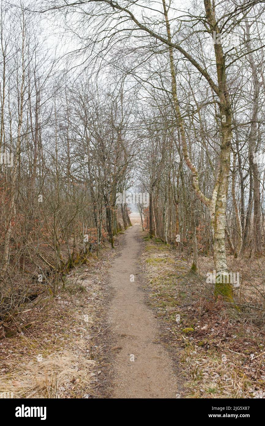 Un percorso tra alberi senza fronzoli in una foresta autunnale in una giornata colta. Paesaggio di un passaggio pedonale sterrato aperto o sentiero escursionistico con alti rami di albero al Foto Stock