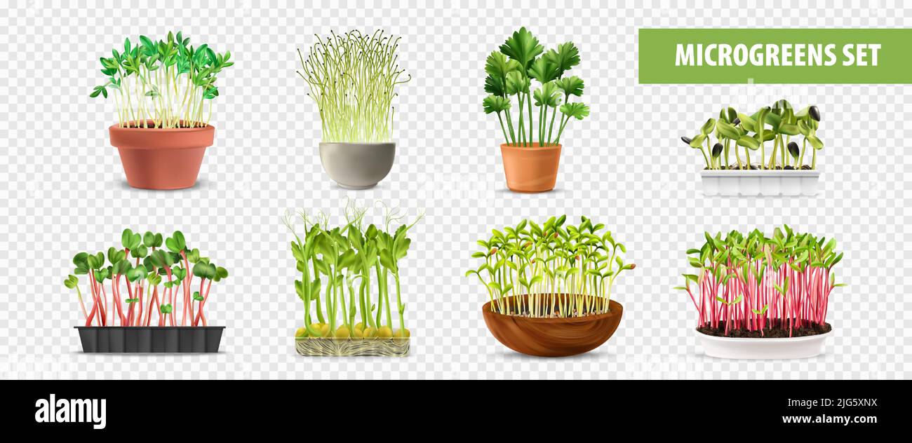 Microgreens sano set trasparente con simboli di cibo fresco realistico isolato illustrazione vettoriale Illustrazione Vettoriale