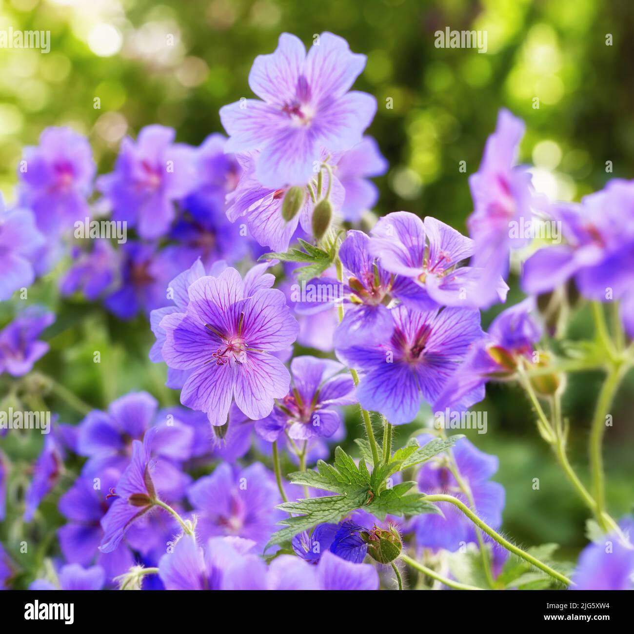 Primo piano di prato geranio fiori in un giardino verde in estate. Piante viola che crescono in una foresta lussureggiante in primavera. Belle piante fiorite violacee Foto Stock