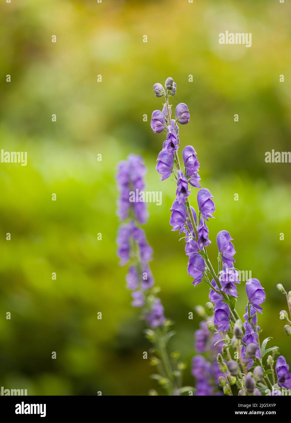 Primo piano di guanti Foxguantes viola che fioriscono nel suo ambiente naturale in estate. Digitalis purpurpurea che cresce in un giardino cortile in natura. Bellissima Foto Stock