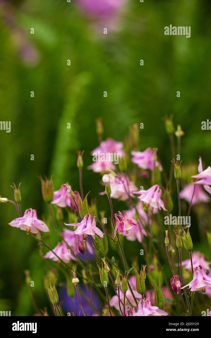 Gruppo di fiori colombini rosa e vibranti che fioriscono e crescono in campo remoto o giardino di casa. Primo piano di delicato, fresco aquilegia Granny cofano Foto Stock