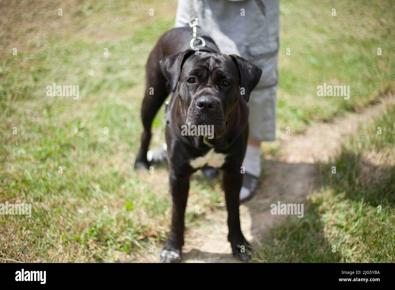 Cane nero al guinzaglio. Proprietario con cane grande. Cane a piedi. Animali domestici a piedi nel parco. L'uomo e il suo amico con quattro zampe. Fuori in estate. Foto Stock