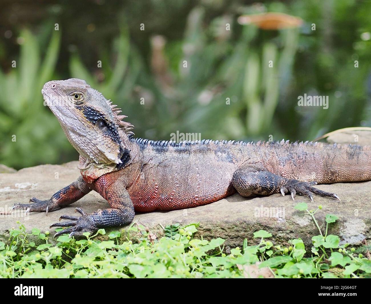 Impressionante maestoso maschio Eastern Water Dragon con segni distintivi fine crogiolarsi al sole. Foto Stock