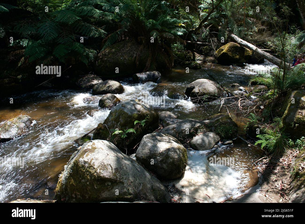 Il fiume Toorongo è un fiume selvaggio di montagna, che attraversa le foreste e le cascate, vicino a Noojee a Gippsland, Victoria, Australia. Foto Stock