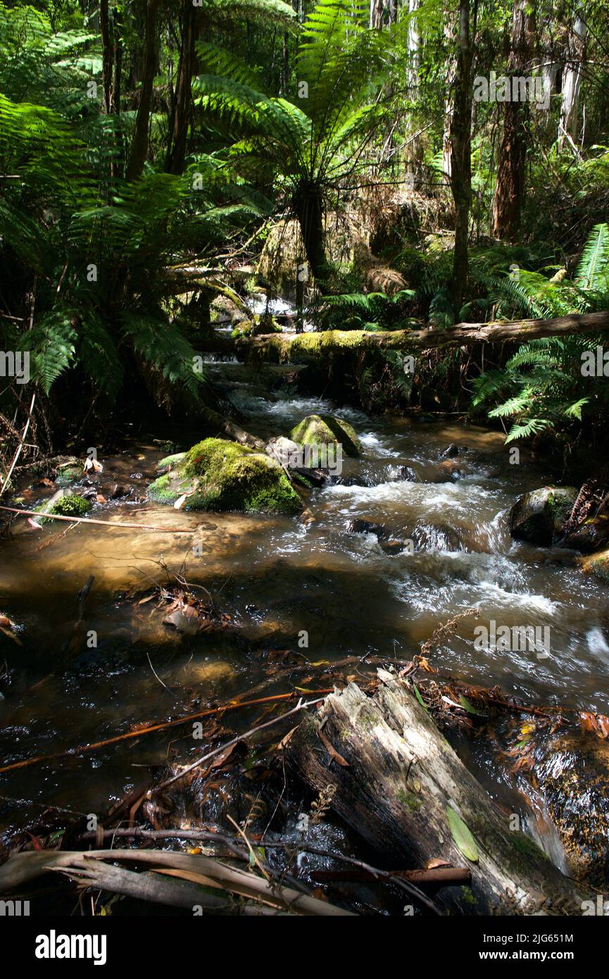 Il fiume Toorongo è un fiume selvaggio di montagna, che attraversa le foreste e le cascate, vicino a Noojee a Gippsland, Victoria, Australia. Foto Stock