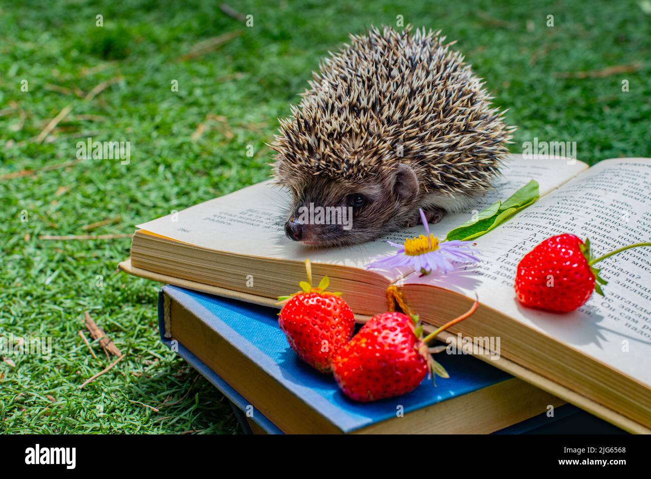 un hedgehog con fragole in una radura Foto Stock