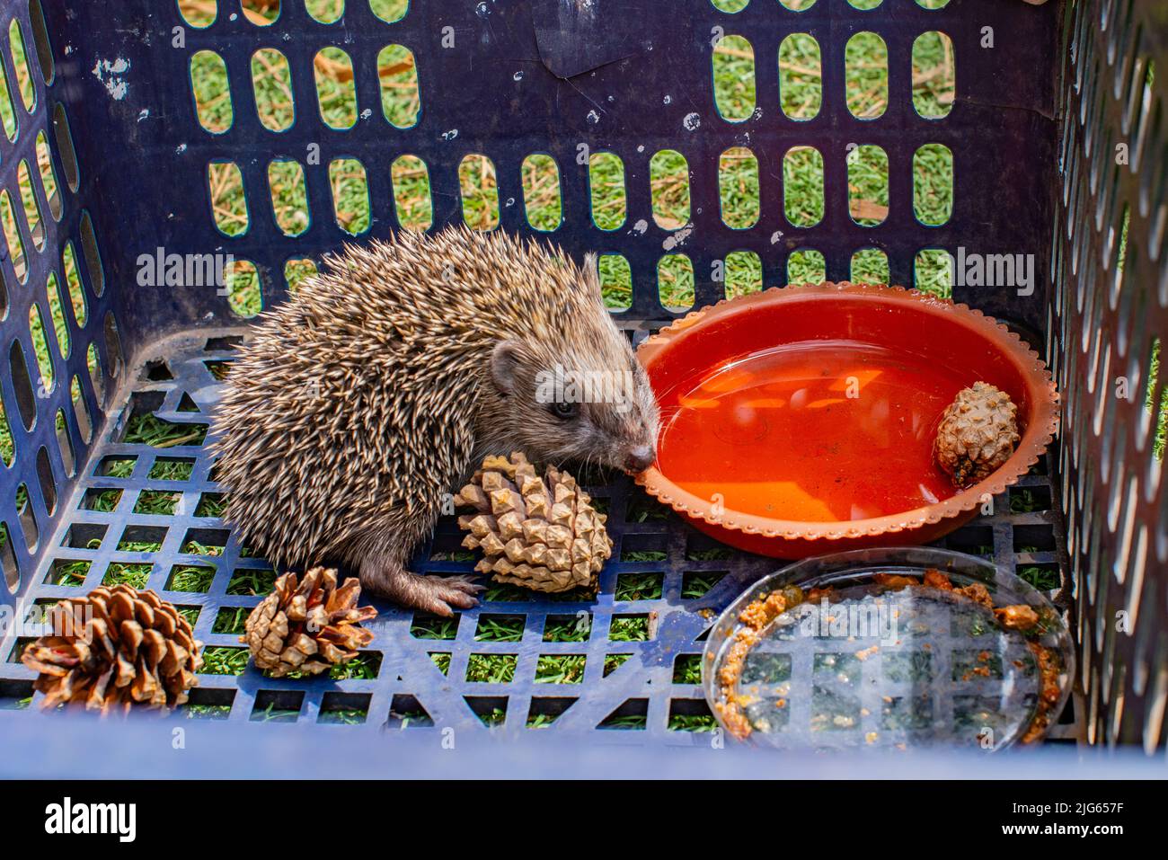 un hedgehog con una scatola sta mangiando il cibo Foto Stock