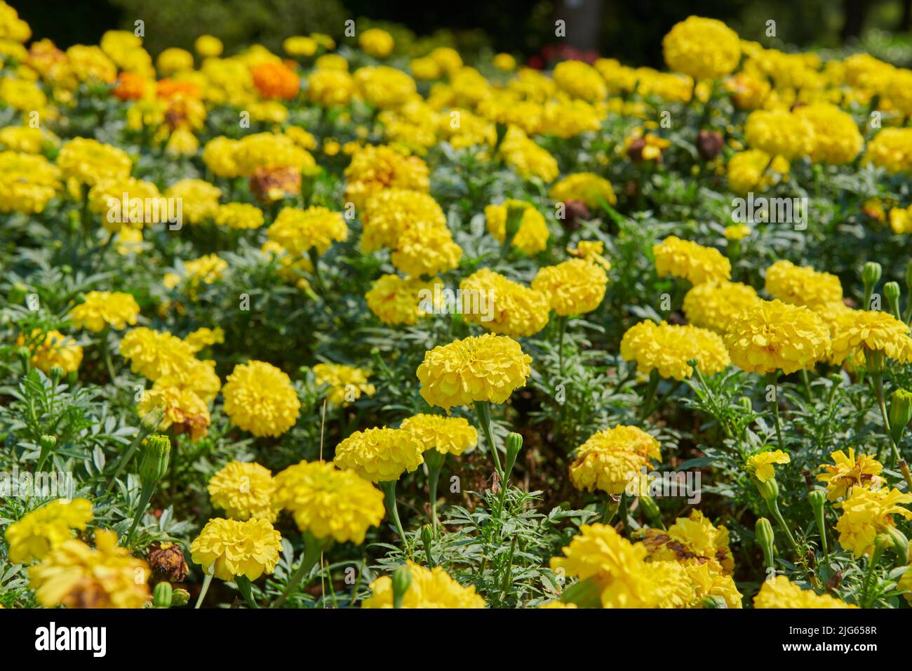 Tagetes marigolds nel giardino botanico di Batumi Foto Stock