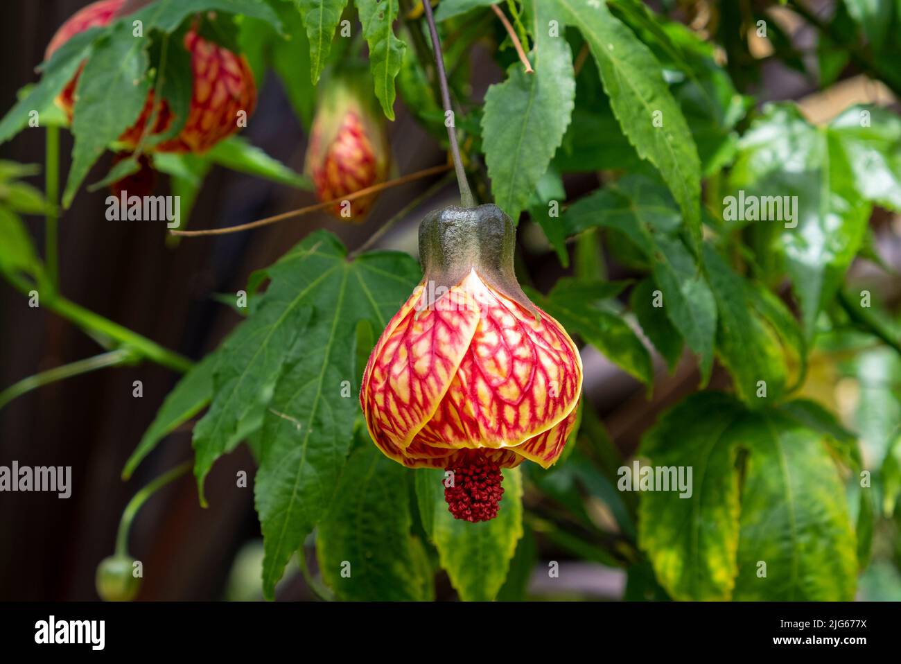 Abutilon 'Biltmore Ballgown' - Acero fiorito - Malvaceae, la Famiglia Mallow ai giardini di Bourton House, Morton in Marsh. Foto Stock