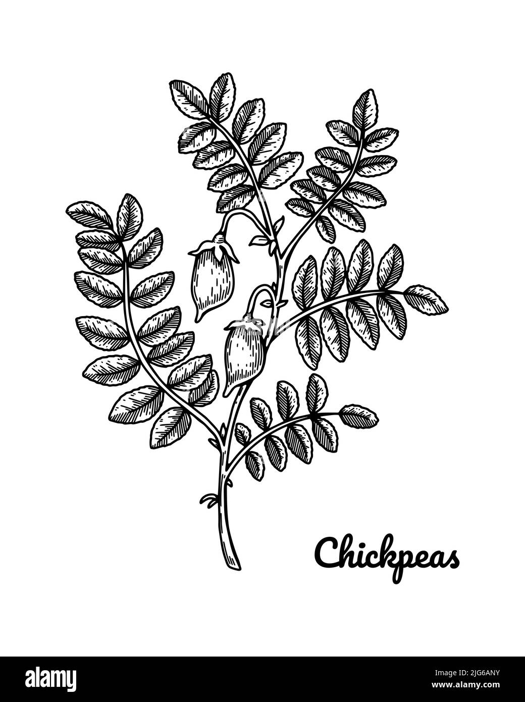 Rametto di ceci disegnati a mano con foglie e cialde. Illustrazione vettoriale botanica nello stile dello schizzo Illustrazione Vettoriale