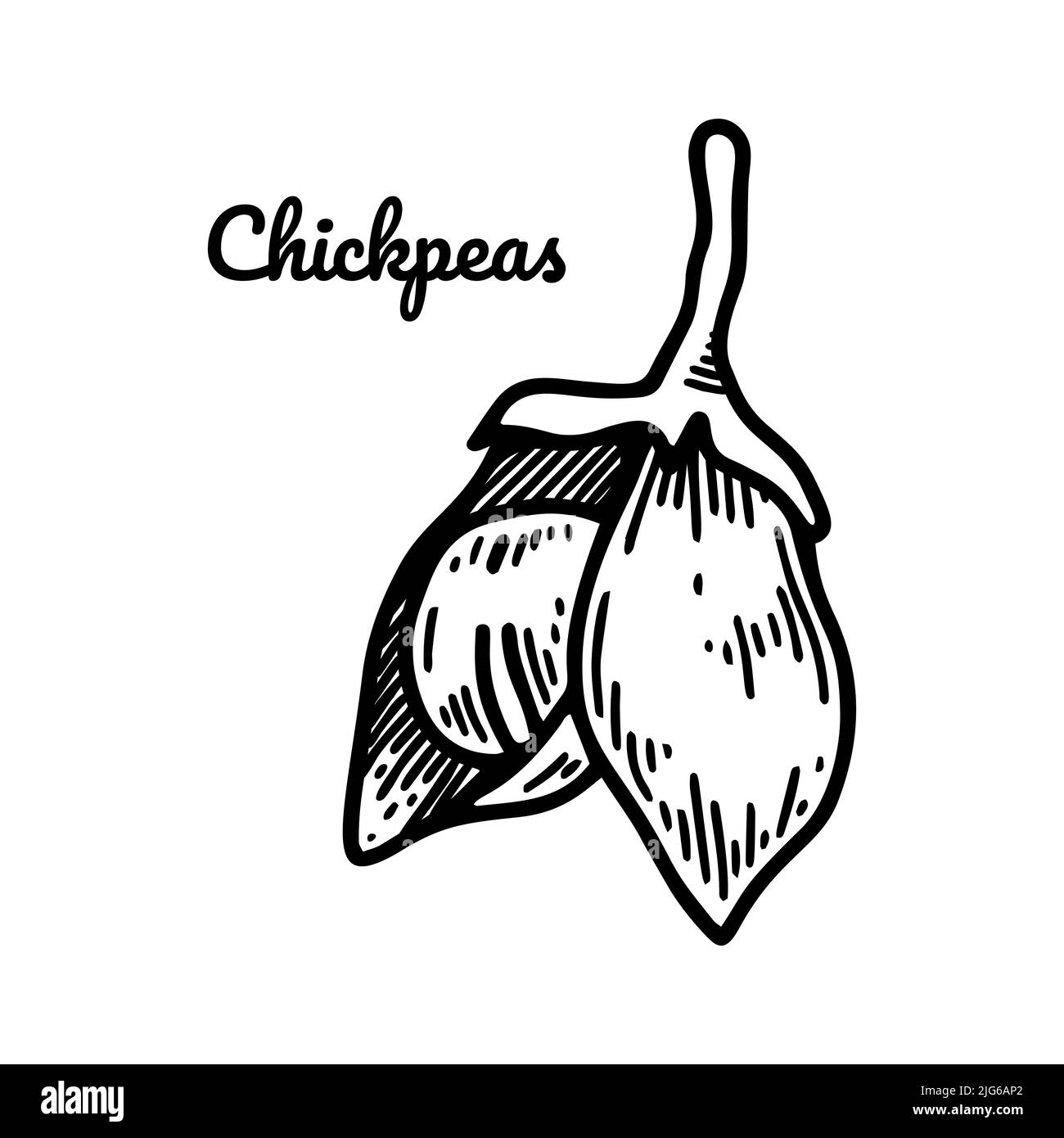 Cialda di ceci aperta disegnata a mano con fagiolo. Illustrazione vettoriale botanica nello stile dello schizzo Illustrazione Vettoriale