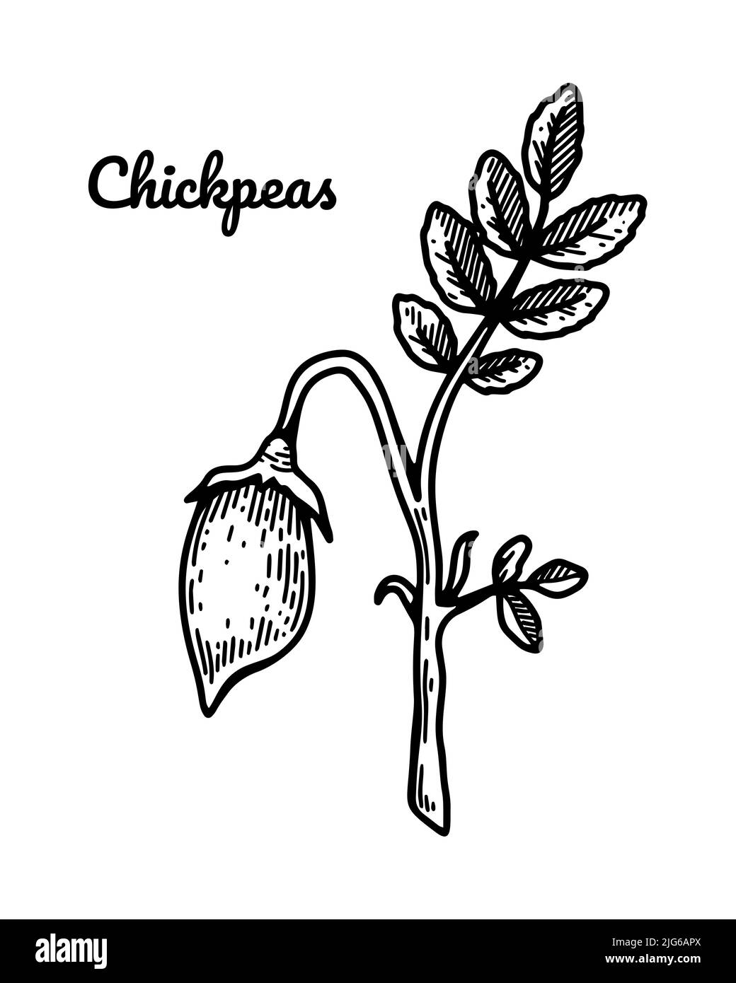 Rametto di ceci disegnati a mano con foglie e cialde. Illustrazione vettoriale botanica nello stile dello schizzo Illustrazione Vettoriale