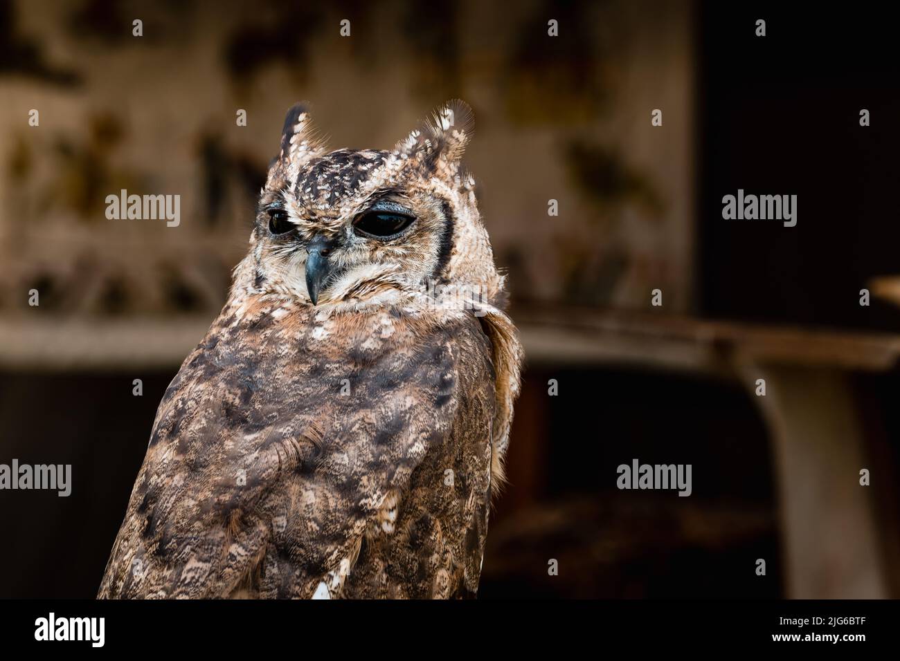 Ritratto di un gufo carino Foto Stock