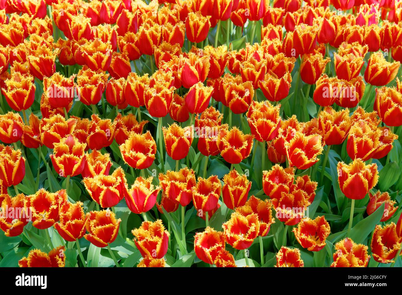 Campo di tulipani rossi Foto Stock