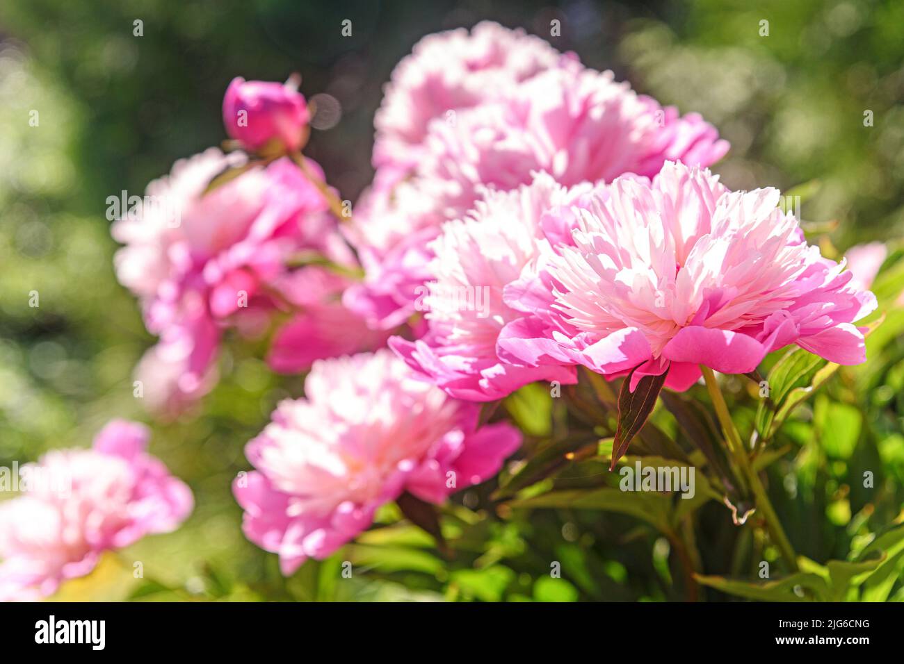 Cespuglio fiorito con fiori di peonia nel giardino estivo Foto Stock