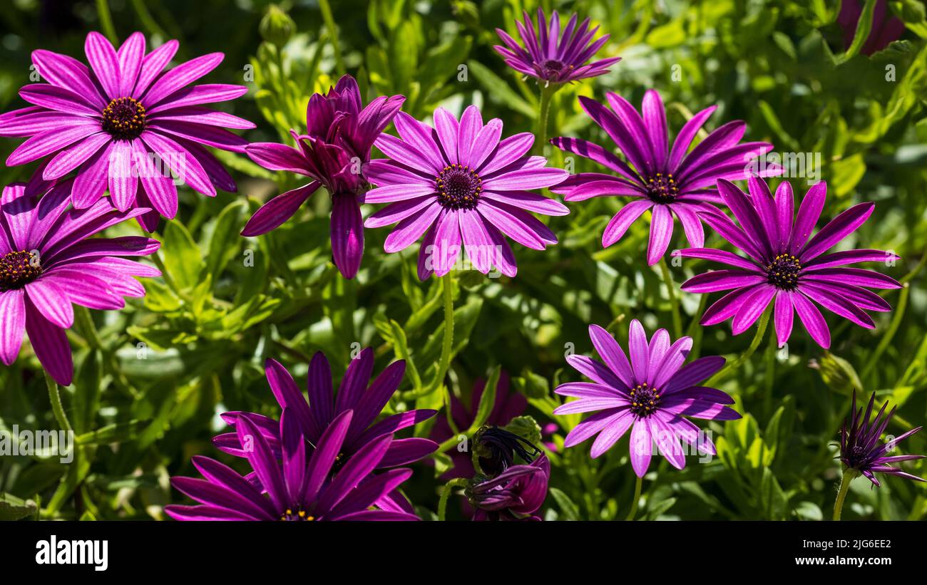 Osteospermum Fusticosum viola (daisy africano) in estate. Sfondo floreale. Giardinaggio domestico, cura del giardino Foto Stock