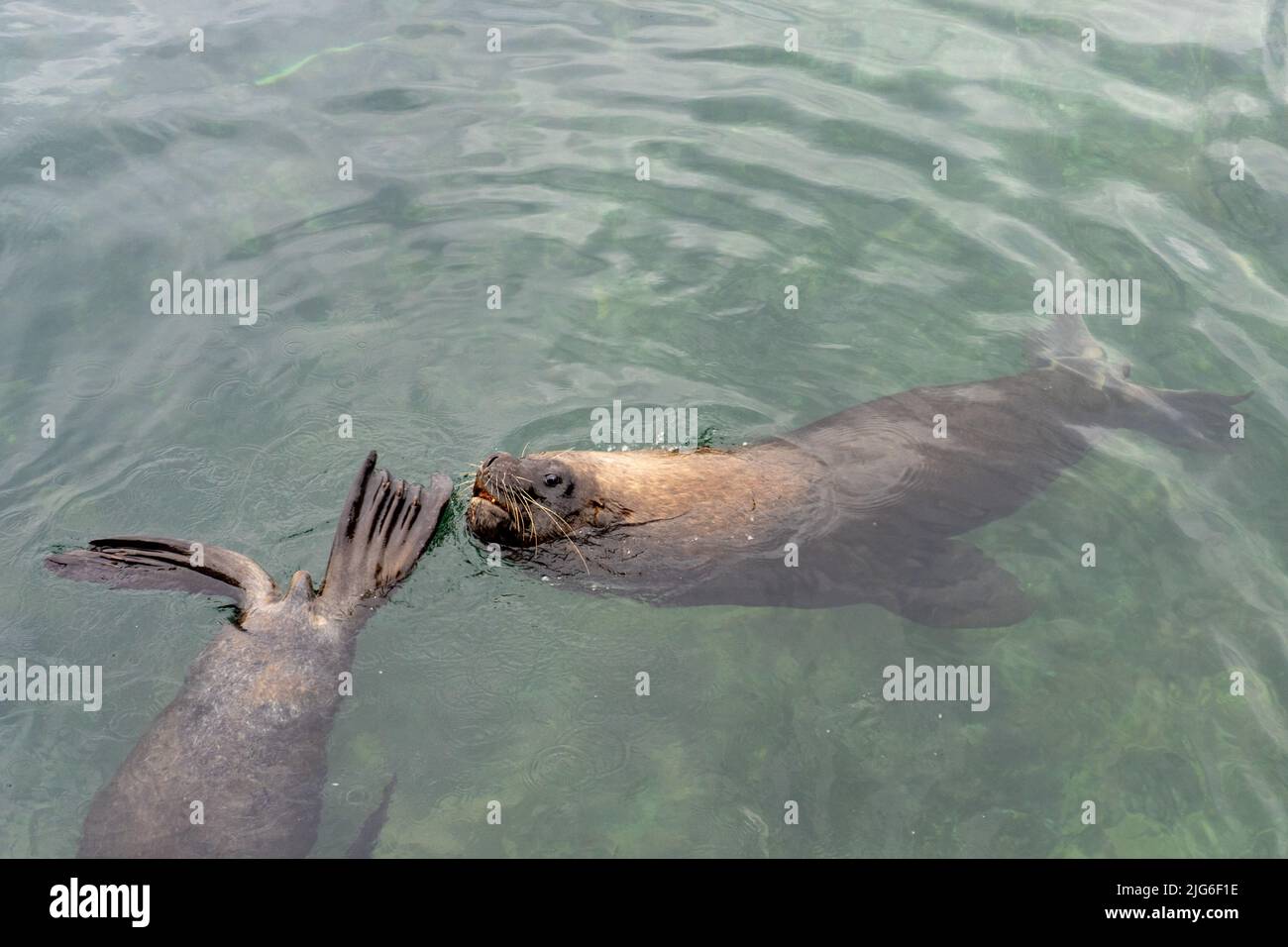 Leoni marini sudamericani, Otaria flavescens, in attesa di scarti di pesce presso il bacino dei pescatori di Antofagasta, Cile. Foto Stock