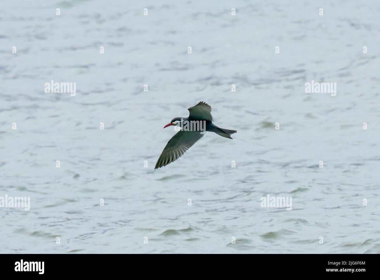 Un Inca Tern, Larosterna inca, in volo al Parco Nazionale Pan de Azucar sulla costa del Pacifico del Cile Foto Stock