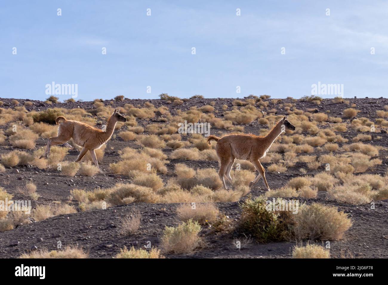 Due guanacos che corrono nel deserto di Atacama vicino a San Pedro de Atacama, Cile. Foto Stock
