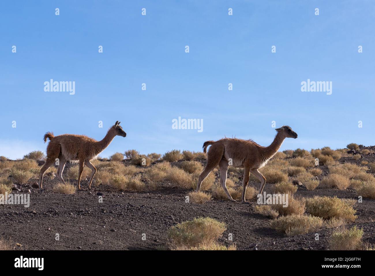Guanacos nel deserto di Atacama vicino a San Pedro de Atacama, Cile. Foto Stock
