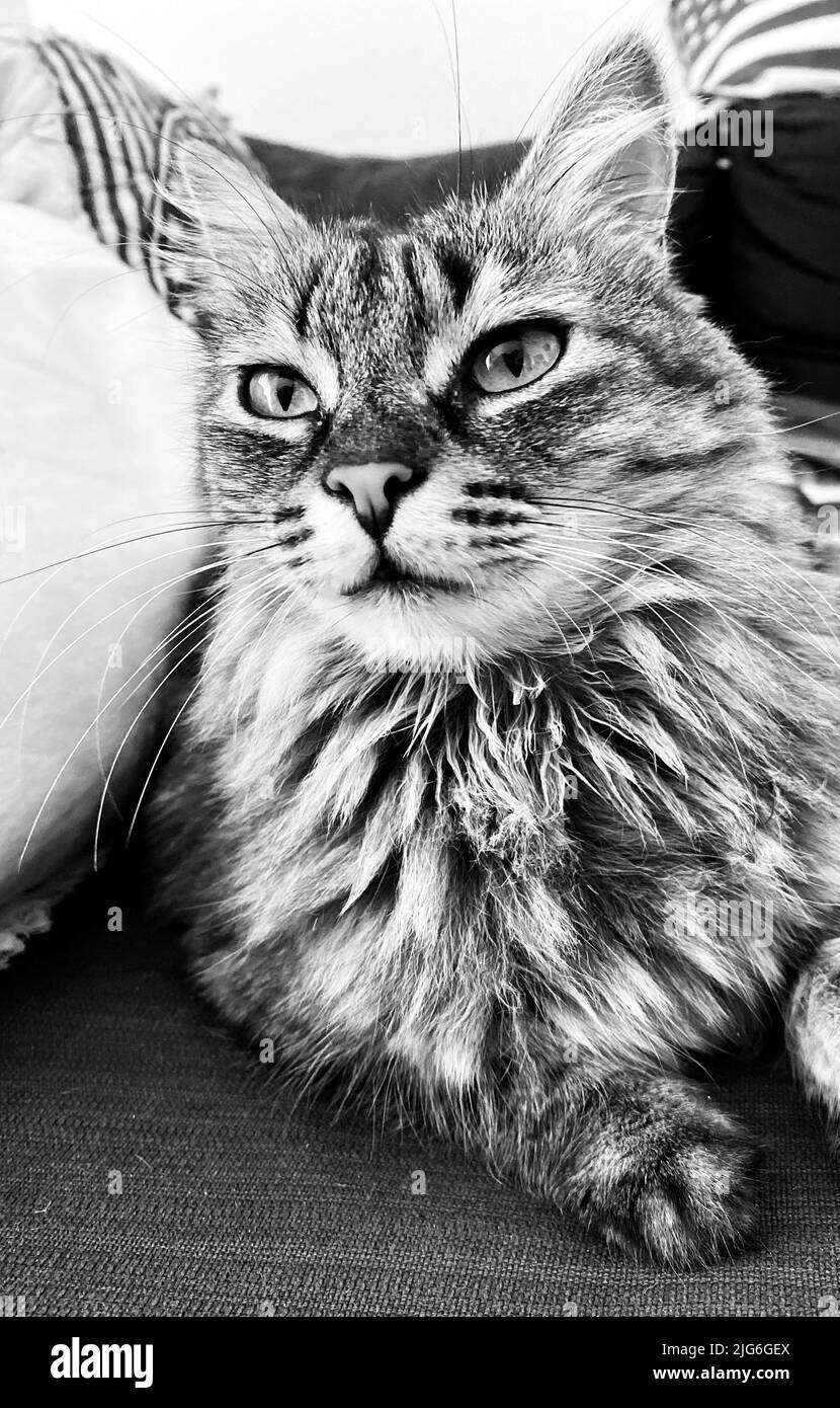 Un piccolo gatto che guarda il suo essere umano con i suoi grandi occhi verdi Foto Stock