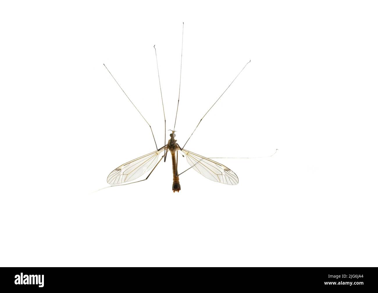 Mosquito centipede gambe lunghe - il genere Tipulidae. Grande zanzara insetto caramore Foto Stock