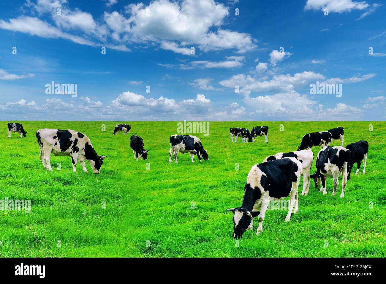 Vacche su un campo verde e azzurro del cielo. Foto Stock